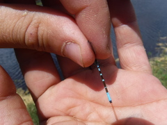 Coenagrion interrogatum