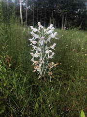 Platanthera blephariglottis conspicua