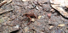 Ingerophrynus divergens