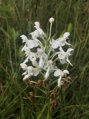 Platanthera blephariglottis conspicua