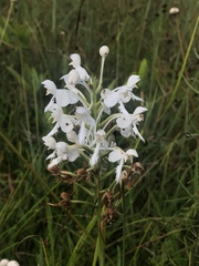Platanthera blephariglottis conspicua