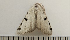 Macaria subcessaria
