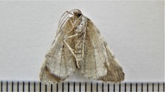 Macaria subcessaria