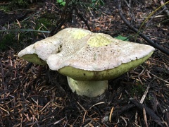 Butyriboletus abieticola