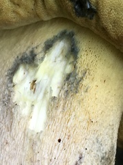 Butyriboletus abieticola