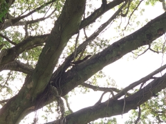 Callosciurus erythraeus