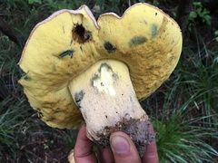 Butyriboletus abieticola