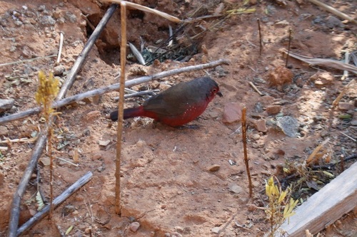 African Firefinch (Lagonosticta rubricata), photo 6