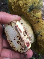 Butyriboletus abieticola