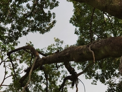 Callosciurus erythraeus
