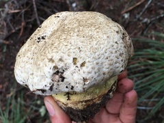 Butyriboletus abieticola