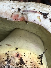 Butyriboletus abieticola