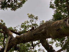 Callosciurus erythraeus