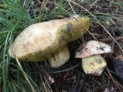 Butyriboletus abieticola