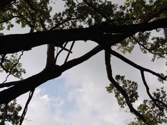 Callosciurus erythraeus