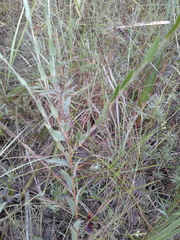 Ludwigia hirtella