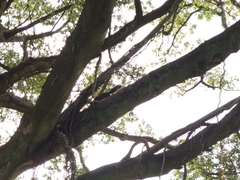 Callosciurus erythraeus