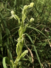 Habenaria quinqueseta