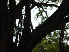 Callosciurus erythraeus