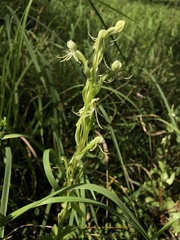Habenaria quinqueseta