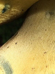 Butyriboletus abieticola