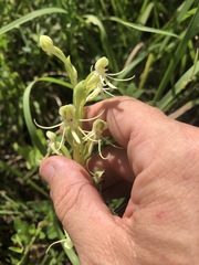 Habenaria quinqueseta