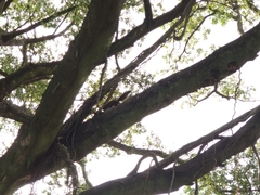 Callosciurus erythraeus