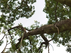 Callosciurus erythraeus