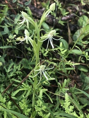 Habenaria quinqueseta