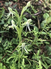 Habenaria quinqueseta