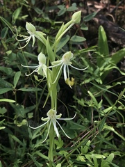 Habenaria quinqueseta