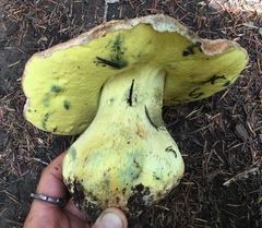 Butyriboletus abieticola
