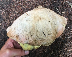 Butyriboletus abieticola