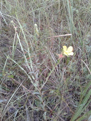 Ludwigia hirtella