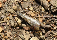 Systellognatha