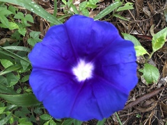 Ipomoea laeta