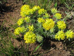 Leobordea corymbosa