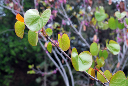 cercis occidentalis
