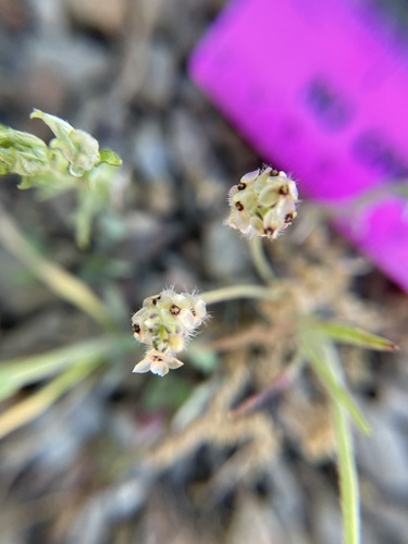 iNaturalist observation photo of dot-seed plantain