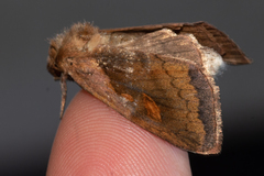 Bellura densa