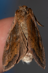 Bellura densa