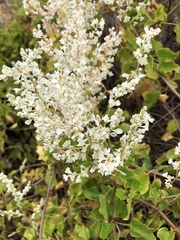Polygoneae