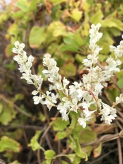 Polygoneae