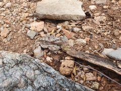 Phrynosoma taurus