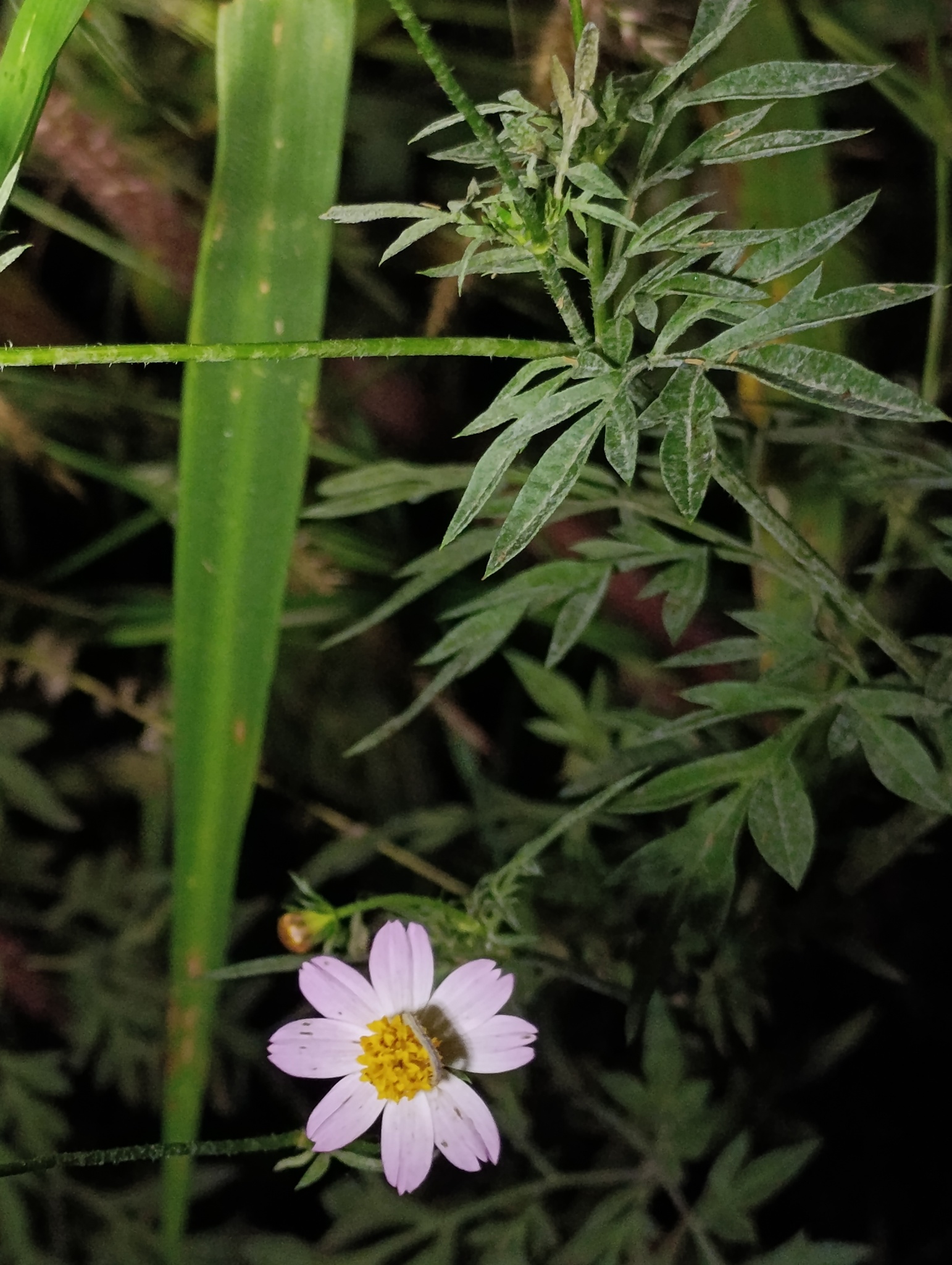 Cosmos caudatus