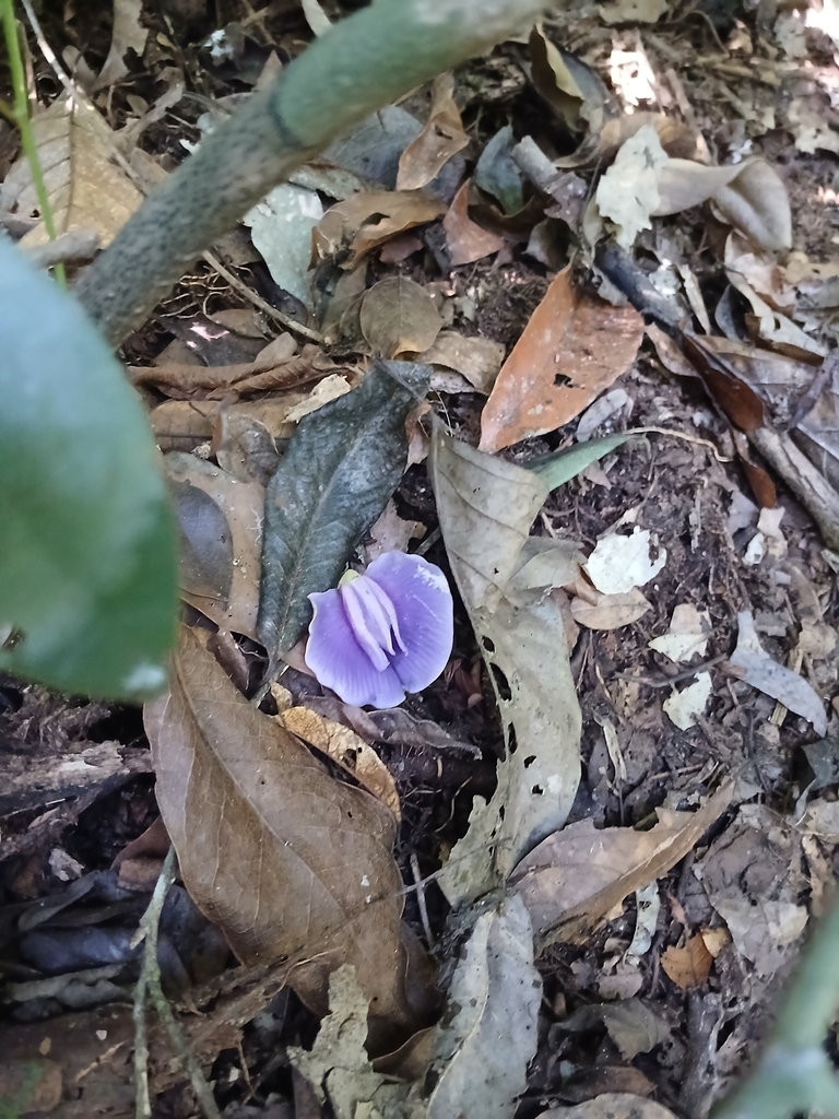 Centrosema dasyanthum