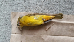 Piranga rubra