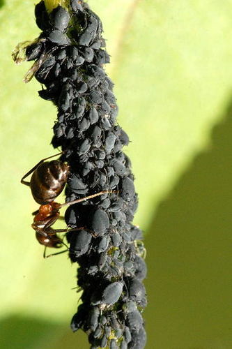 Aphis jacobaeae