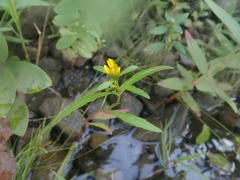 Bidens hyperborea