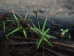 Eriocaulon parkeri